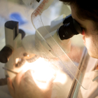 Analyst with microscope